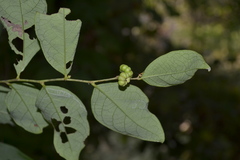 Glochidion tirupathiense